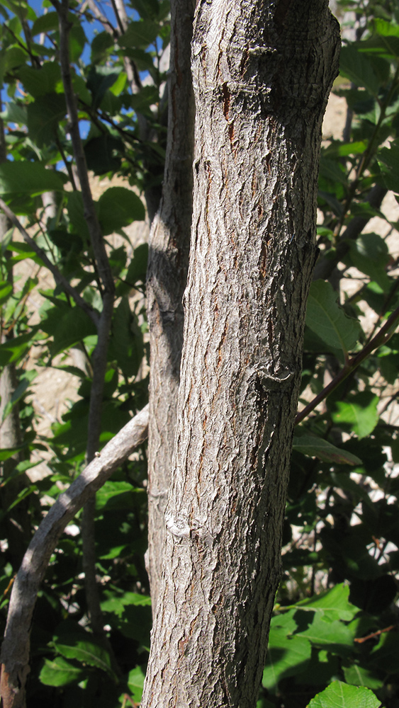 Image of Salix caprea specimen.