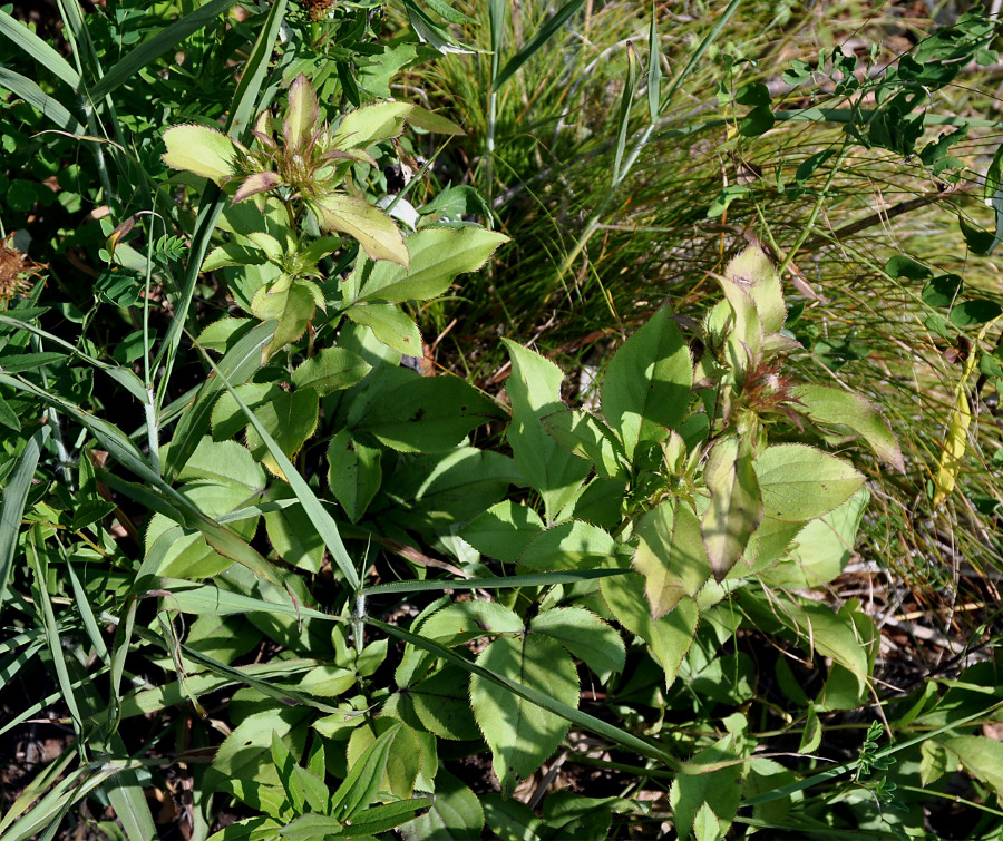 Image of Atractylodes ovata specimen.