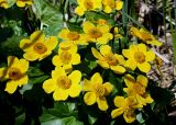 Caltha palustris