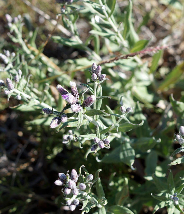 Image of Saussurea salicifolia specimen.