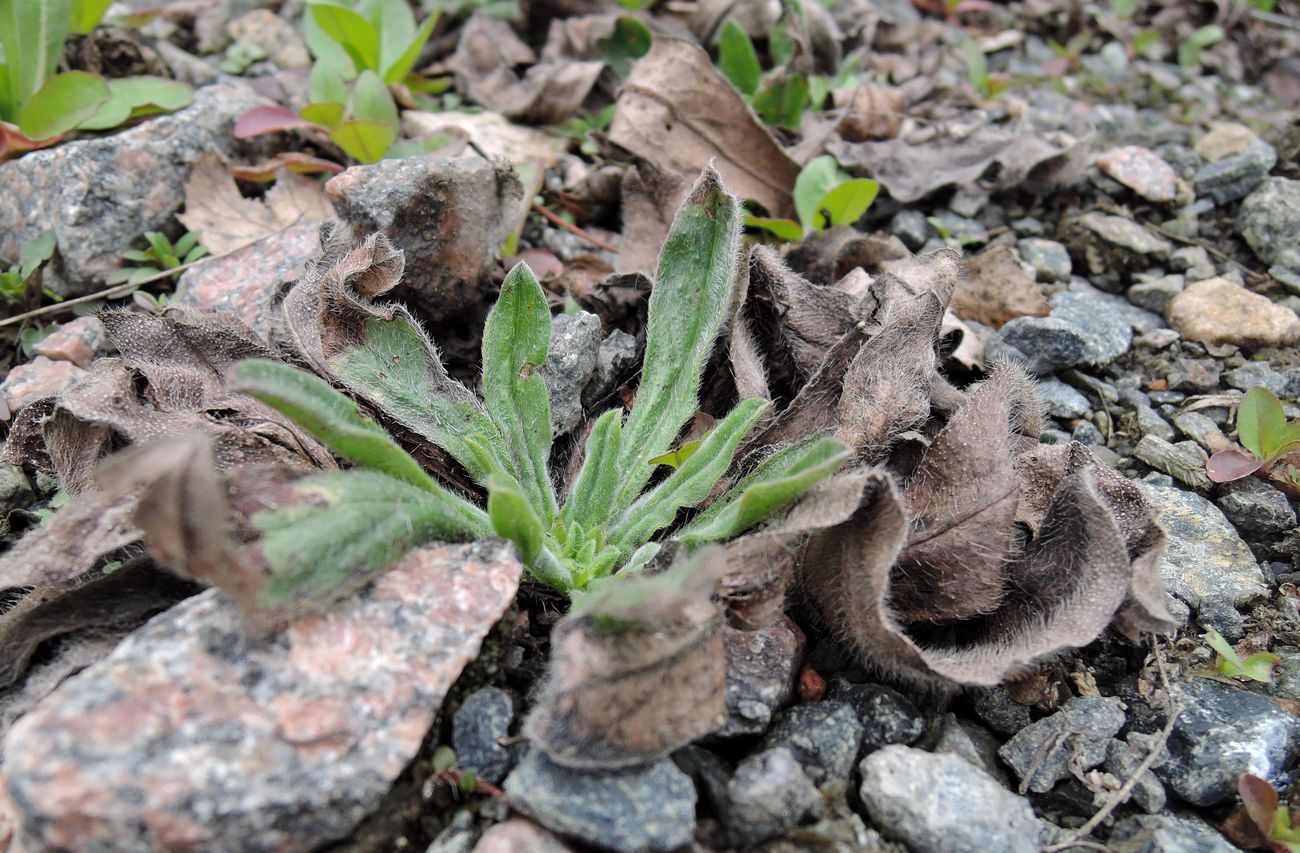 Изображение особи Echium vulgare.