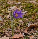 Pulsatilla patens