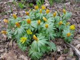 Eranthis hyemalis