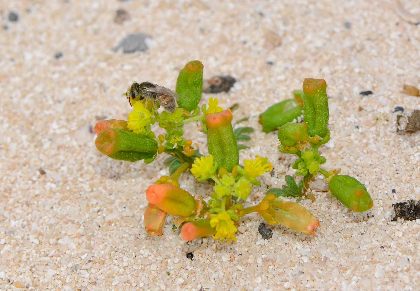 Изображение особи Reseda crystallina.