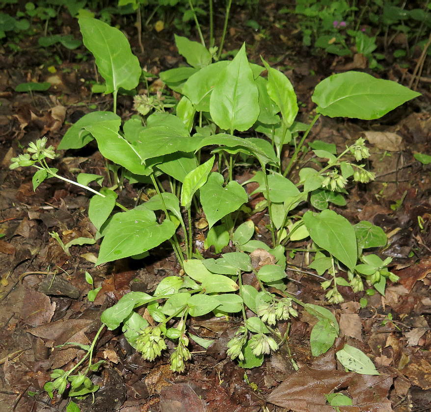 Image of Pulmonaria obscura specimen.