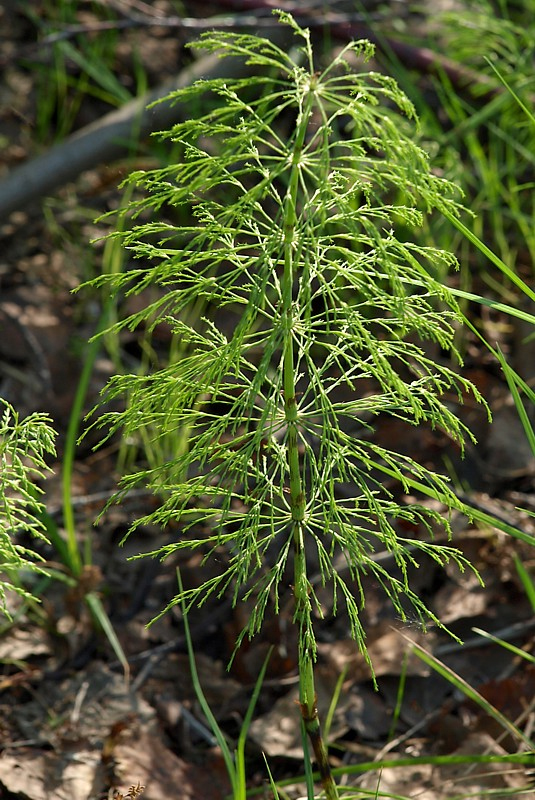 Изображение особи Equisetum sylvaticum.