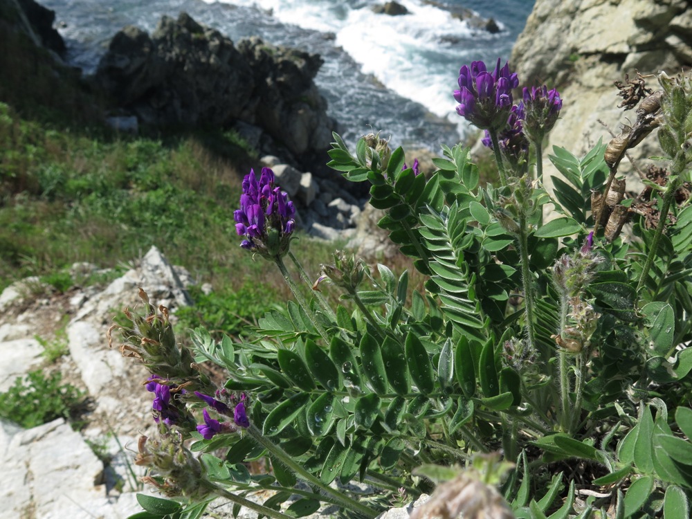 Image of Oxytropis ruthenica specimen.