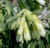 Onosma montana