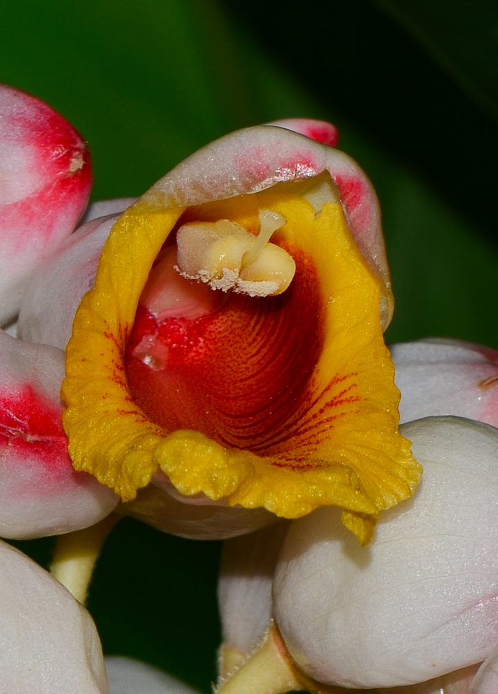Image of Alpinia zerumbet specimen.