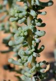 Salsola foliosa