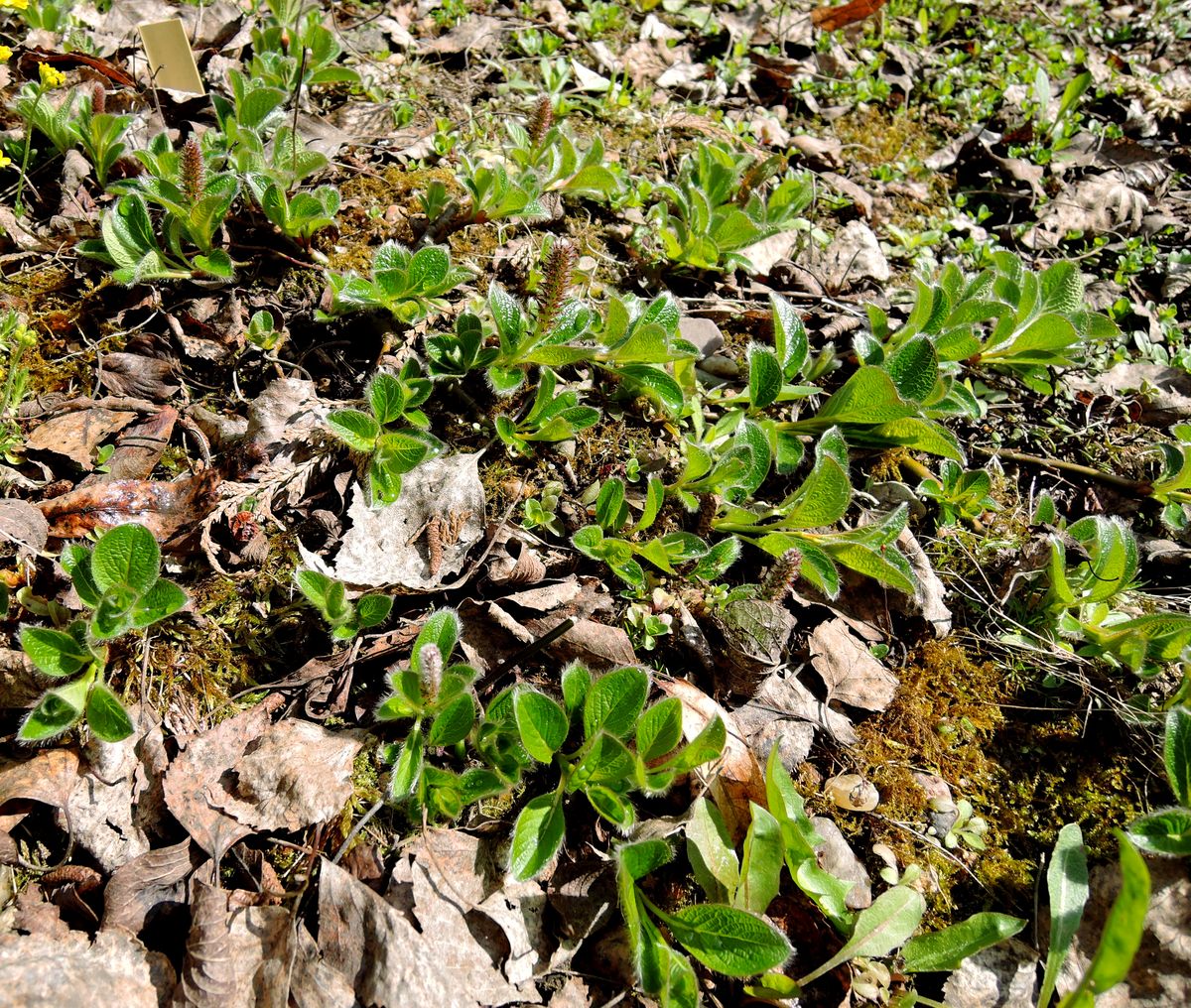 Image of Salix arctica specimen.