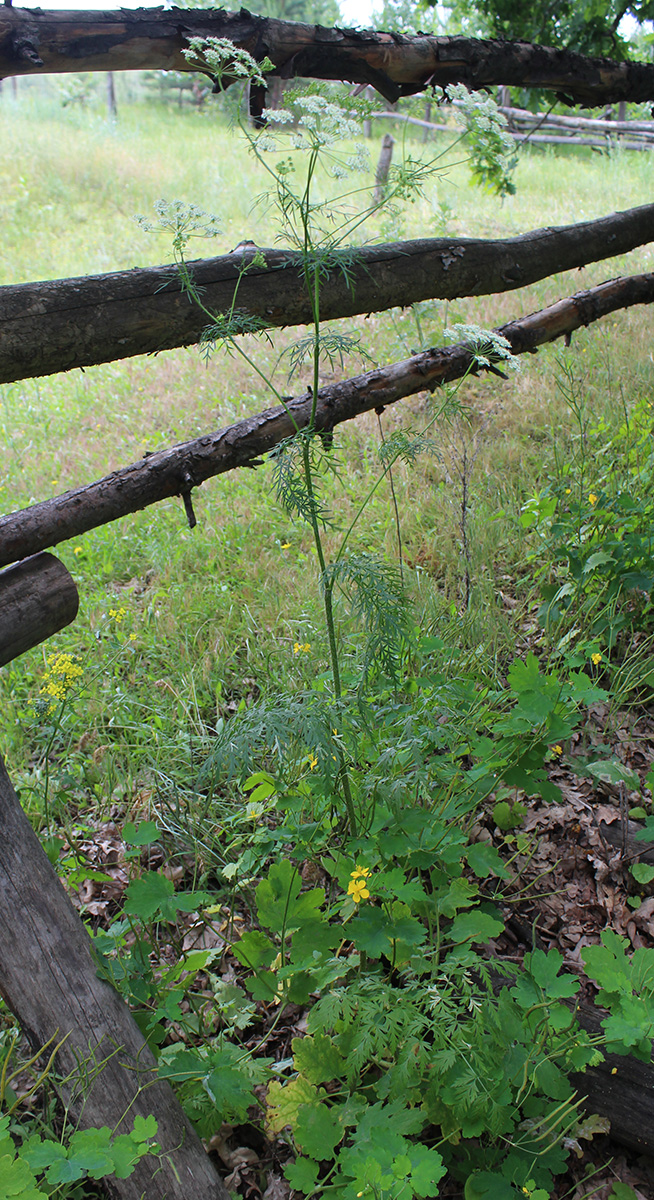 Изображение особи Chaerophyllum prescottii.