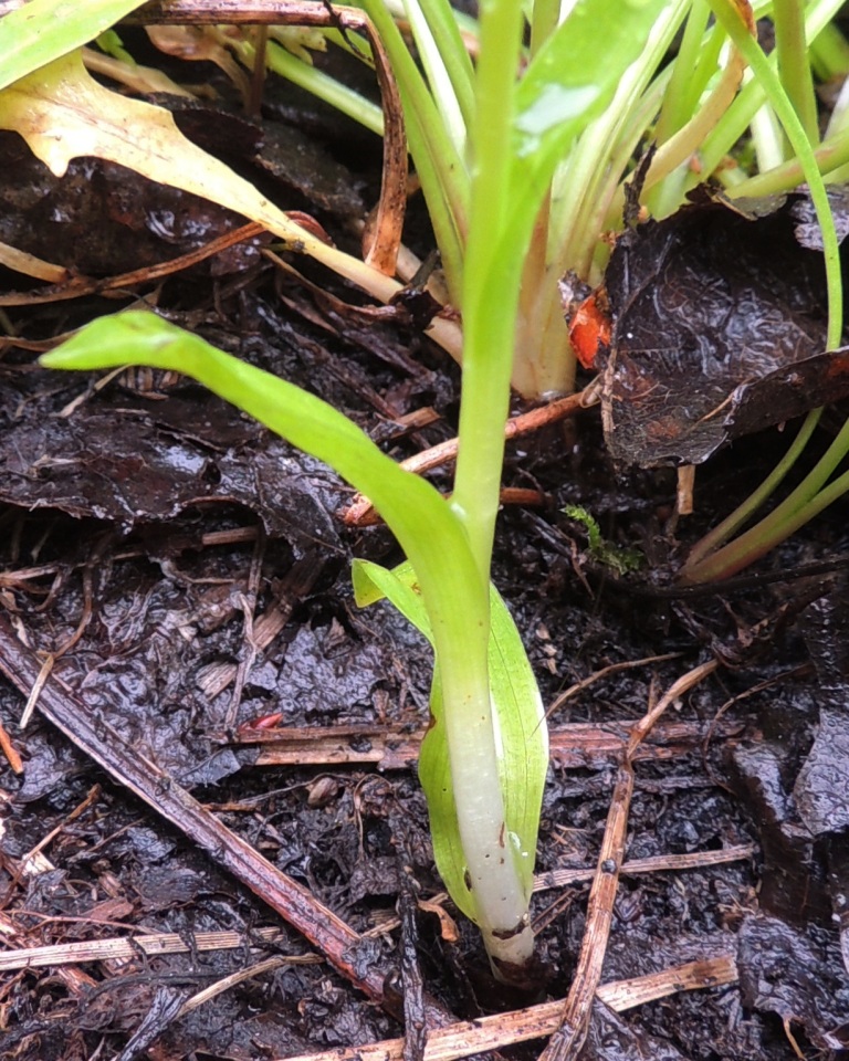 Изображение особи Pseudorchis albida.