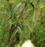 Melampyrum argyrocomum