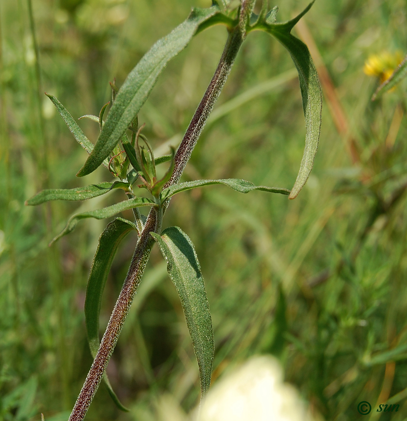 Изображение особи Melampyrum argyrocomum.