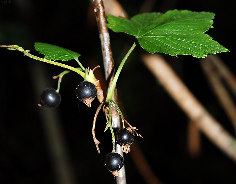 Изображение особи Ribes nigrum.