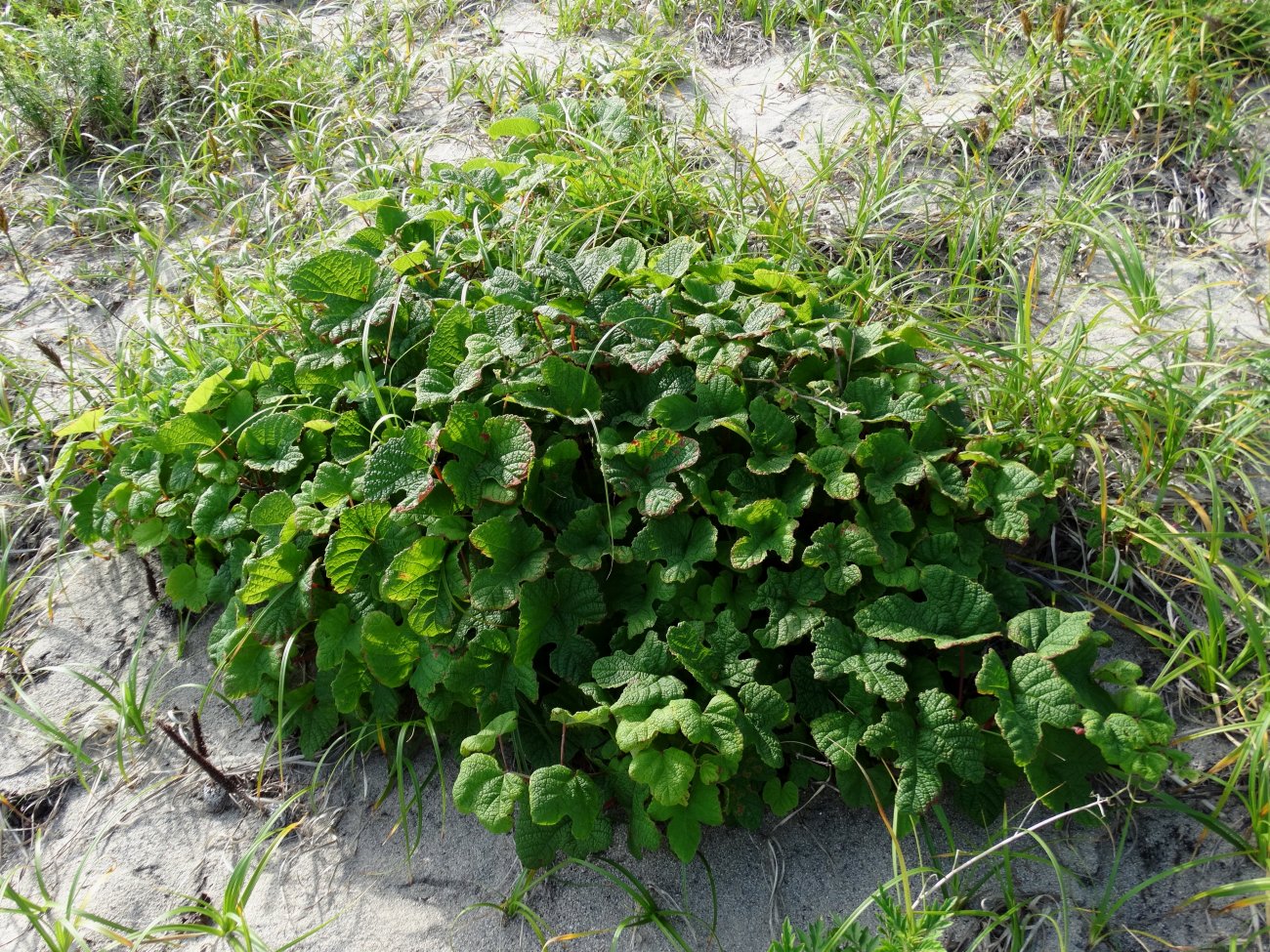 Image of Vitis amurensis specimen.