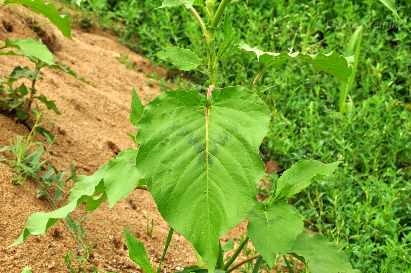 Image of genus Persicaria specimen.