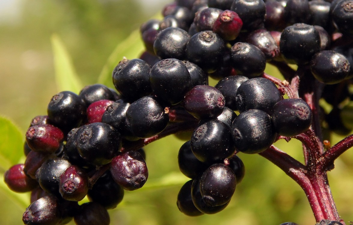 Изображение особи Sambucus ebulus.