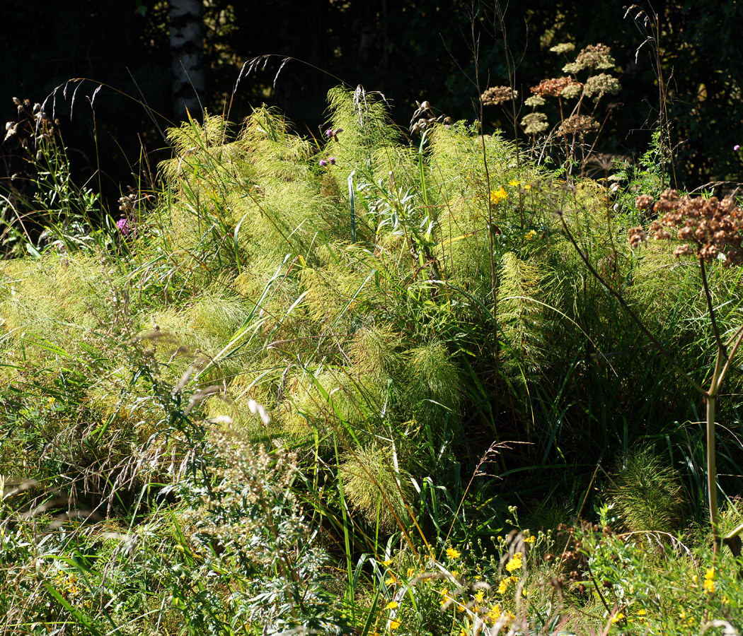 Image of Equisetum sylvaticum specimen.