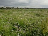 Geranium wlassovianum. Аспект цветущих растений. Иркутская обл., Иркутский р-н, окр. дер. Позднякова, зарастающая гарь на бывшем торфяном болоте. 05.08.2016.