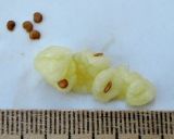 Solanum muricatum
