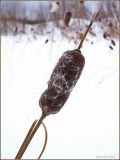 Typha laxmannii. Верхушка высохшего побега с вызревшим соплодием. Чувашия, окр. г. Шумерля. 2 марта 2010 г.