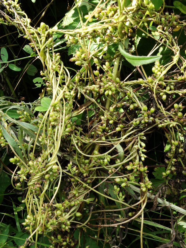 Image of Cuscuta japonica specimen.