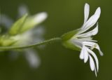 Image of taxon representative. Author is Наталия Панкова