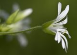 Stellaria nemorum. Цветок. Тверская обл., Кимрский р-н, окр. дер. Ларцево, лес. 01.06.2016.