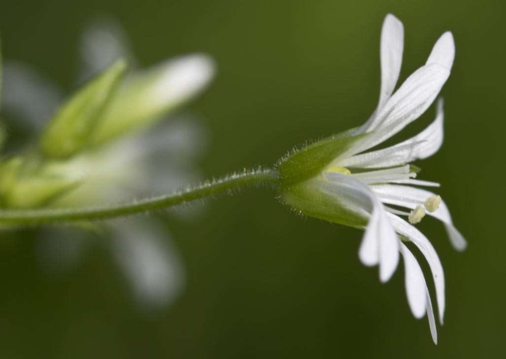 Image of Stellaria nemorum specimen.