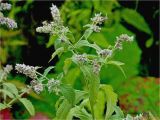 Mentha longifolia