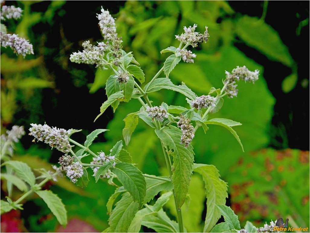 Изображение особи Mentha longifolia.