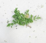 Astydamia latifolia
