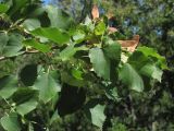 Tilia dasystyla. Ветвь с плодами. Южный берег Крыма, окр. пос. Малый Маяк, овраг Челеке. 14.08.2016.