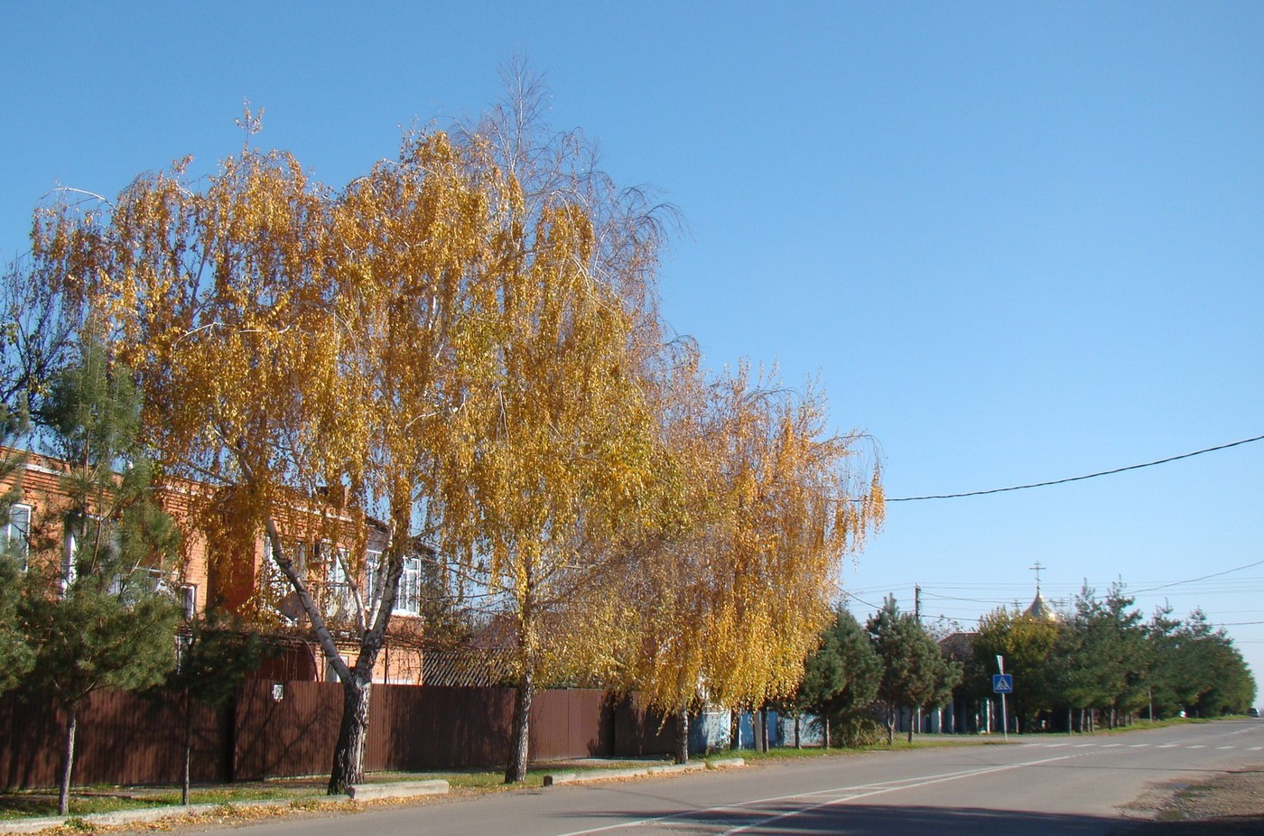 Изображение особи Betula pendula.