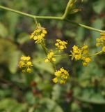 Bupleurum krylovianum. Соцветие. Восточный Казахстан, Глубоковский р-н, окр. с. Бобровка, сопка. 07.08.2014.