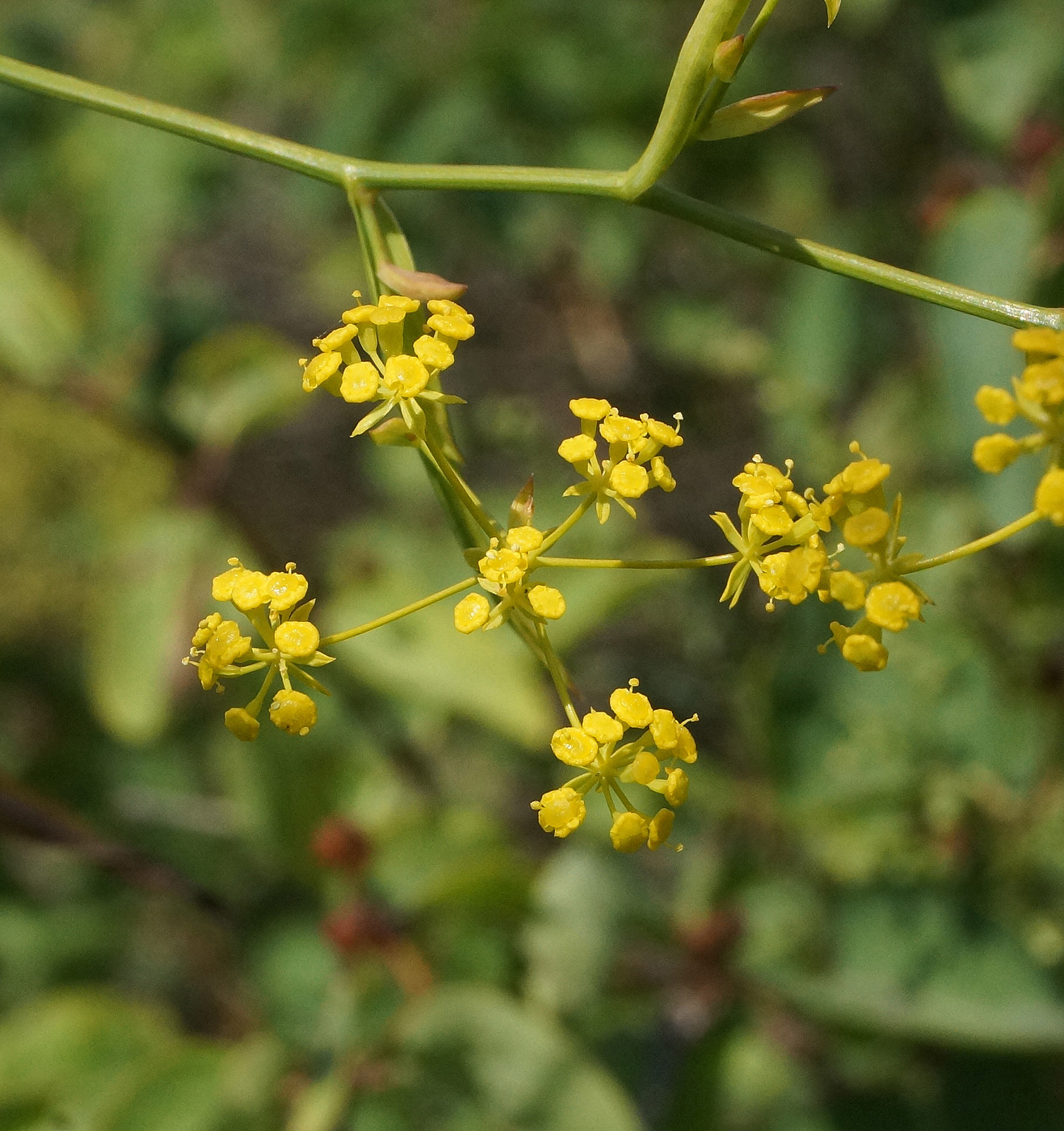 Изображение особи Bupleurum krylovianum.