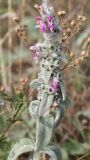 Stachys cretica