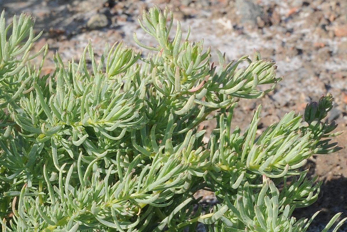 Image of Suaeda acuminata specimen.