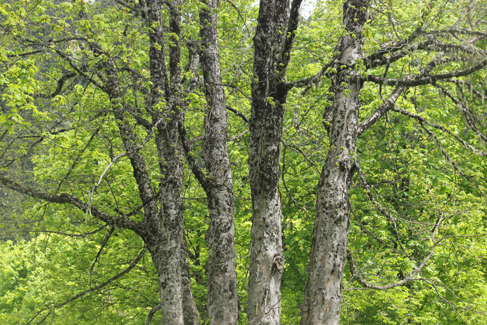 Image of Acer trautvetteri specimen.