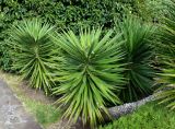 genus Yucca