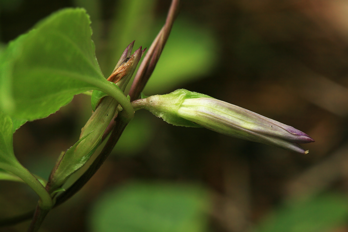 Изображение особи Crawfurdia japonica.