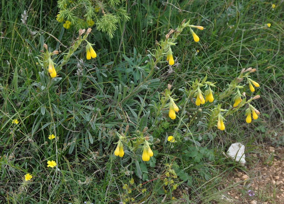 Image of Onosma taurica specimen.