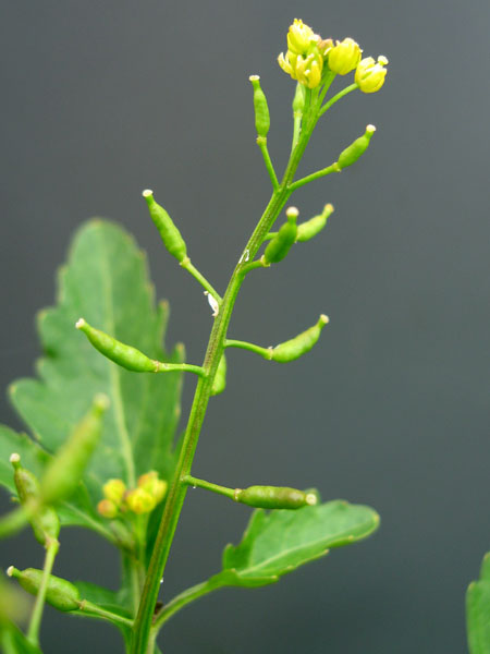 Изображение особи Rorippa palustris.