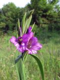 Gladiolus tenuis
