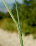 Poa compressa