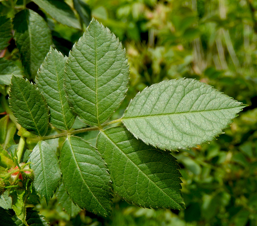 Изображение особи Rosa corymbifera.