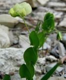 Lathyrus aphaca