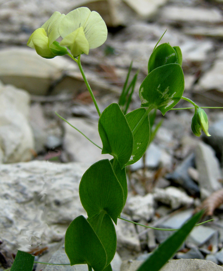 Изображение особи Lathyrus aphaca.